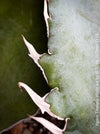 Agave Titanota White Ice, sun loving succulent plants for sale by TOMs FLOWer CLUB.