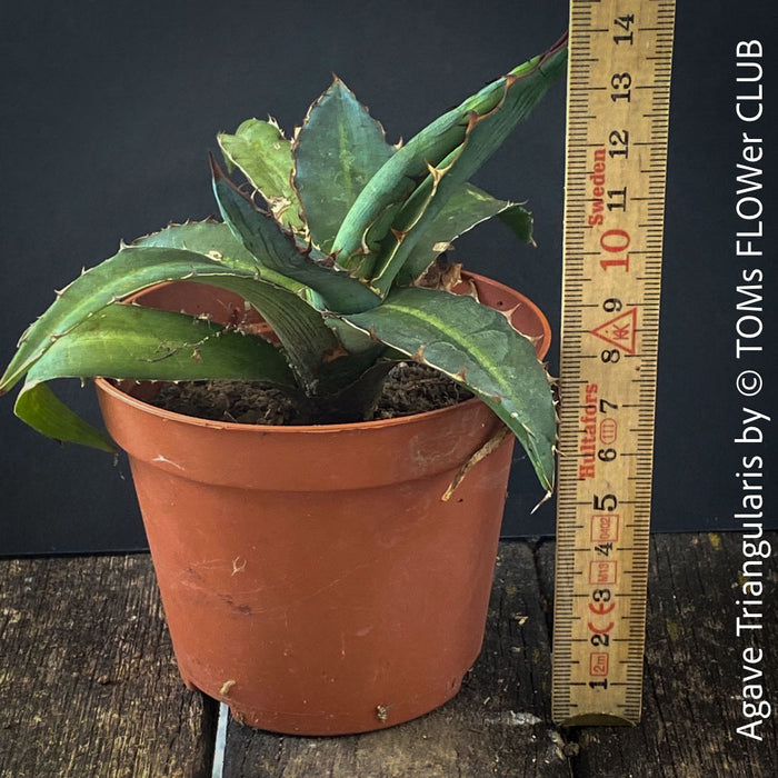 Agave Triangularis sun loving succulent plant for sale at TOMs FLOWer CLUB