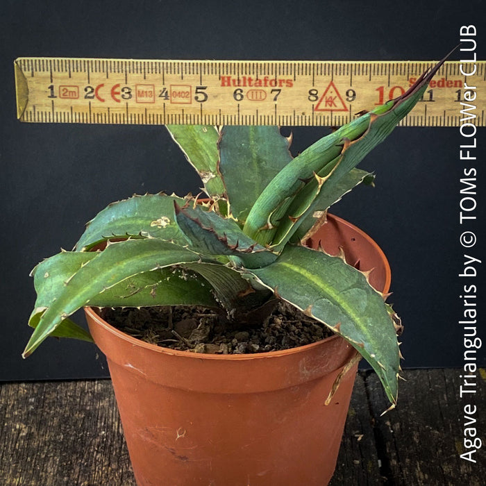 Agave Triangularis sun loving succulent plant for sale at TOMs FLOWer CLUB