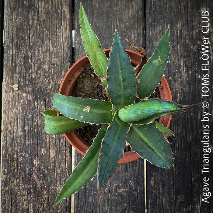 Agave Triangularis sun loving succulent plant for sale at TOMs FLOWer CLUB