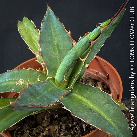 Agave Triangularis sun loving succulent plant for sale at TOMs FLOWer CLUB