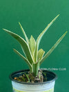 Agave Angustifolia Variegated Succulent Sun Loving Indoor Plant Green and White Variegata Agave Plant for Sale Succulent Collection Indoor Plant Decor Rare Succulent Agave Care Tips TOMsFLOWer CLUB Indoor Plant Shop Variegated Agave Unique Succulent Agave Angustifolia for Sale Green White Succulent Indoor Plant Varieties Succulent Lover Indoor Plant Décor Rare Plant Collection Agave Indoor Plant