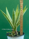 Agave Angustifolia Variegated Succulent Sun Loving Indoor Plant Green and White Variegata Agave Plant for Sale Succulent Collection Indoor Plant Decor Rare Succulent Agave Care Tips TOMsFLOWer CLUB Indoor Plant Shop Variegated Agave Unique Succulent Agave Angustifolia for Sale Green White Succulent Indoor Plant Varieties Succulent Lover Indoor Plant Décor Rare Plant Collection Agave Indoor Plant