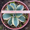 Agave Parryi Aurea Variegata sun loving and hardy succulent plant for sale at TOMsFLOWer CLUB, winterharte Agaven, Sukkulenten, Panaschiert, Bio-Pflanzen