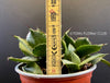 Agave Seemanniana Pygmaea, organically grown succulent plants for sale by TOMs FLOWer CLUB. 