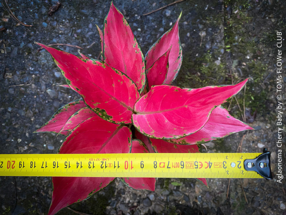 aglaonema cherry Aglaonema Cherry Baby | organically grown tropical plants