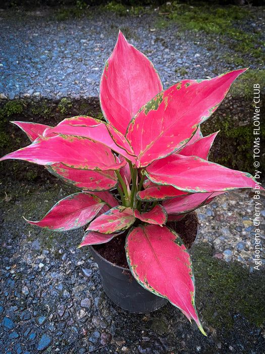 aglaonema cherry plant Aglaonema Cherry Baby | organically grown tropical plants