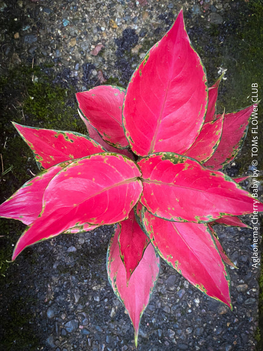 aglaonema red elephant leaf Aglaonema Cherry Baby | organically grown tropical plants