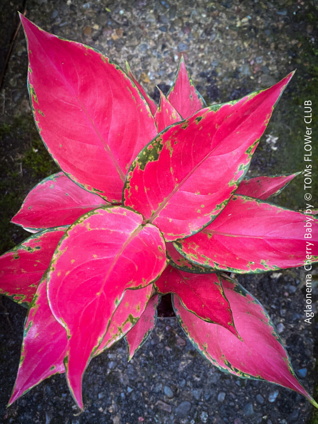 aglaonema cherry Aglaonema Cherry Baby