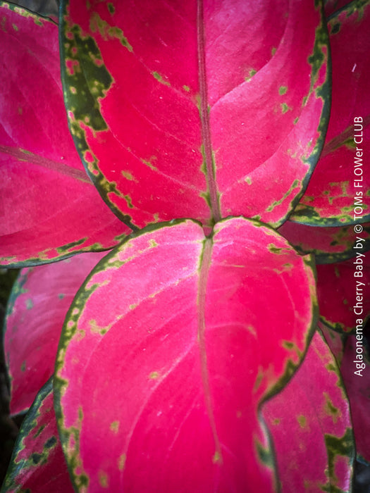 aglaonema cherry Aglaonema Cherry Baby | organically grown tropical plants
