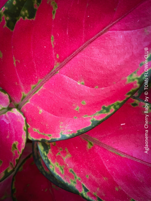aglaonema red cherry Aglaonema Cherry Baby