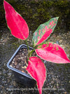 Propagated Aglaonema Cherry Baby, red leaf, rotes Blatt, organically grown tropical plants for sale at TOMs FLOWer CLUB.