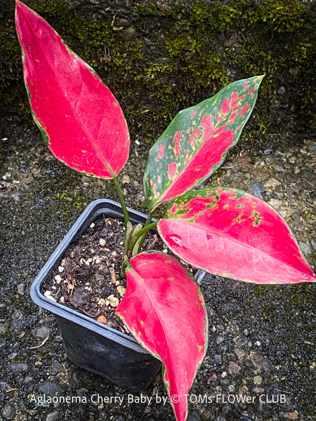 Propagated Aglaonema Cherry Baby, red leaf, rotes Blatt, organically grown tropical plants for sale at TOMs FLOWer CLUB.
