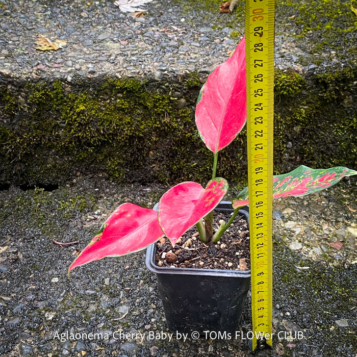 Aglaonema Cherry Baby, red leaf, rotes Blatt, organically grown tropical plants for sale at TOMs FLOWer CLUB.