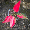Aglaonema Cherry Baby, red leaf, rotes Blatt, organically grown tropical plants for sale at TOMs FLOWer CLUB.