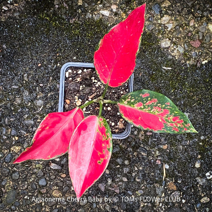 Aglaonema Cherry Baby, red leaf, rotes Blatt, organically grown tropical plants for sale at TOMs FLOWer CLUB.