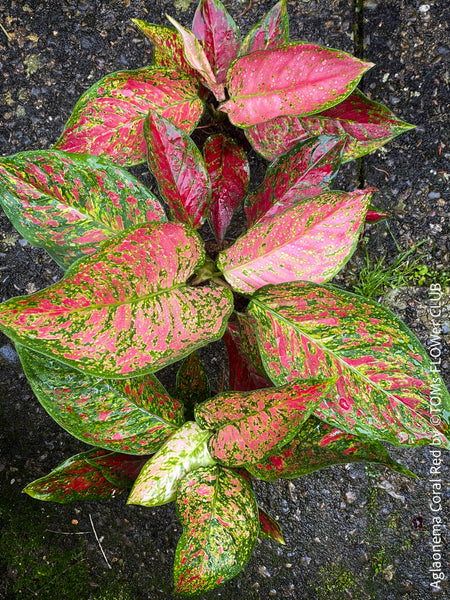 Aglaonema Coral Red, red leaf, rotes Blatt, organically grown tropical plants for sale at TOMs FLOWer CLUB.