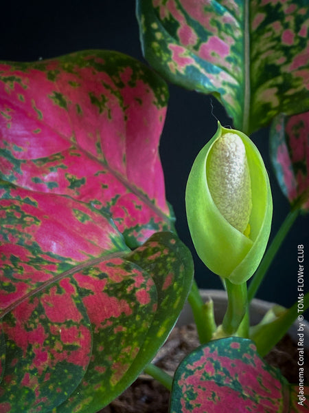 Aglaonema Coral Red, red leaf, rotes Blatt, organically grown tropical plants for sale at TOMs FLOWer CLUB.