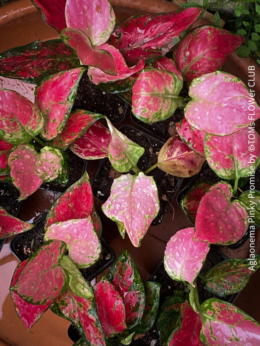 Aglaonema Pinky Promise, red leaf, rotes Blatt, organically grown tropical plants for sale at TOMs FLOWer CLUB.