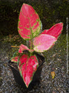 Aglaonema Pinky Promise, red leaf, rotes Blatt, organically grown tropical plants for sale at TOMs FLOWer CLUB.