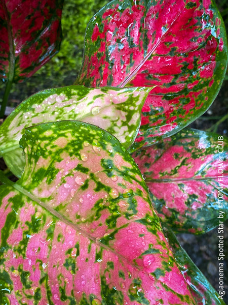 Aglaonema Spotted Star, red leaf, rotes Blatt, organically grown tropical plants for sale at TOMs FLOWer CLUB.