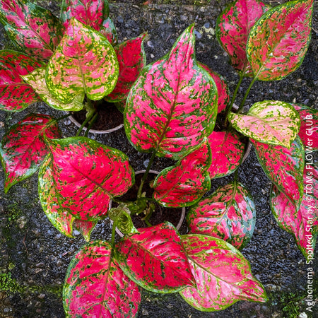 Aglaonema Spotted Star, red leaf, rotes Blatt, organically grown tropical plants for sale at TOMs FLOWer CLUB.