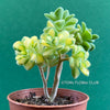 Aichryson Bethencourtianum Aurea Variegata Variegated Succulent Rare Plant Varieties Indoor Succulent Plant Unique Plant Collection Variegated Aichryson Succulent for Sale Indoor Plant Décor Aichryson Care Tips Rare Succulent Species TOMsFLOWer CLUB Indoor Plant Shop Variegated Indoor Plant Succulent Lover Aurea Variegata Succulent Indoor Plant Varieties Aichryson Bethencourtianum for Sale Rare Plant Collection Aichryson Bethencourtianum Aurea Succulent Collector