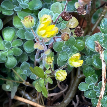 Aichryson Bethencourtianum, organically grown, sun loving succulent plant for sale at TOMs FLOWer CLUB