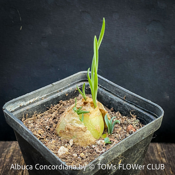 Albuca Concordiana, organically grown plants by TOMs FLOWer CLUB