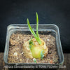 Albuca Concordiana, organically grown plants by TOMs FLOWer CLUB