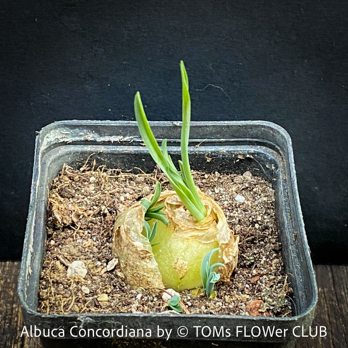 Albuca Concordiana, organically grown plants by TOMs FLOWer CLUB