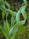 Albuca Concordiana, organically grown plants by TOMs FLOWer CLUB
