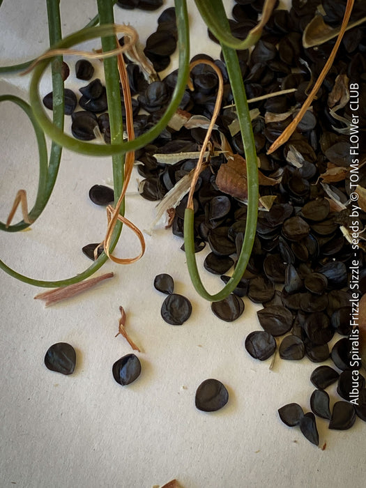 Albuca Spiralis Frizzle Sizzle - SEEDS