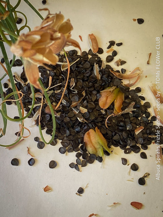 Albuca Spiralis Frizzle Sizzle - SEEDS