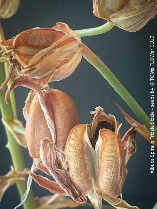 Albuca Spiralis Frizzle Sizzle - SEEDS