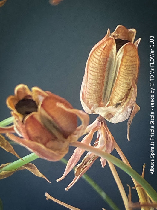 Albuca Spiralis Frizzle Sizzle - SEEDS