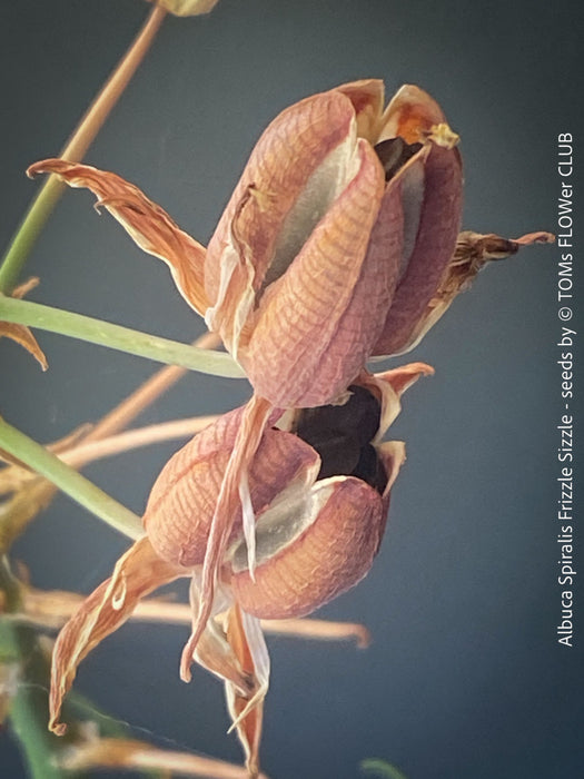 Albuca Spiralis Frizzle Sizzle - SEEDS
