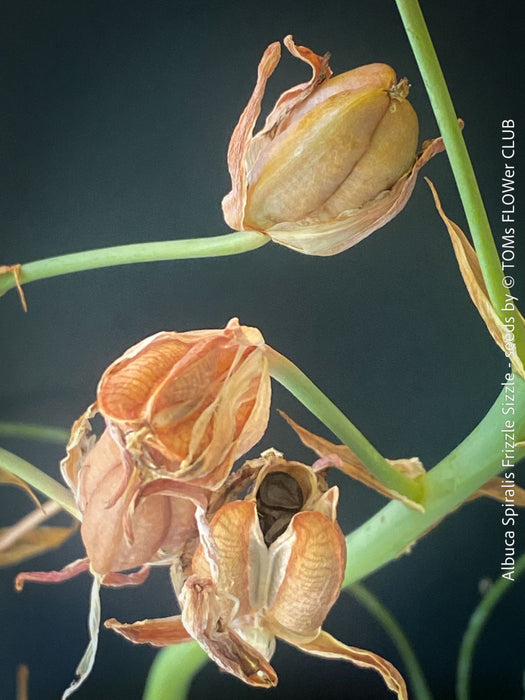 Albuca Spiralis Frizzle Sizzle - SEEDS
