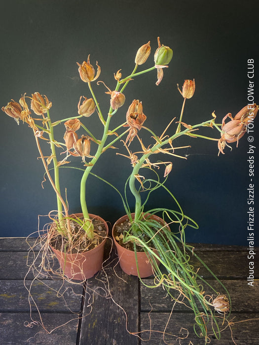 Albuca Spiralis Frizzle Sizzle - SEEDS