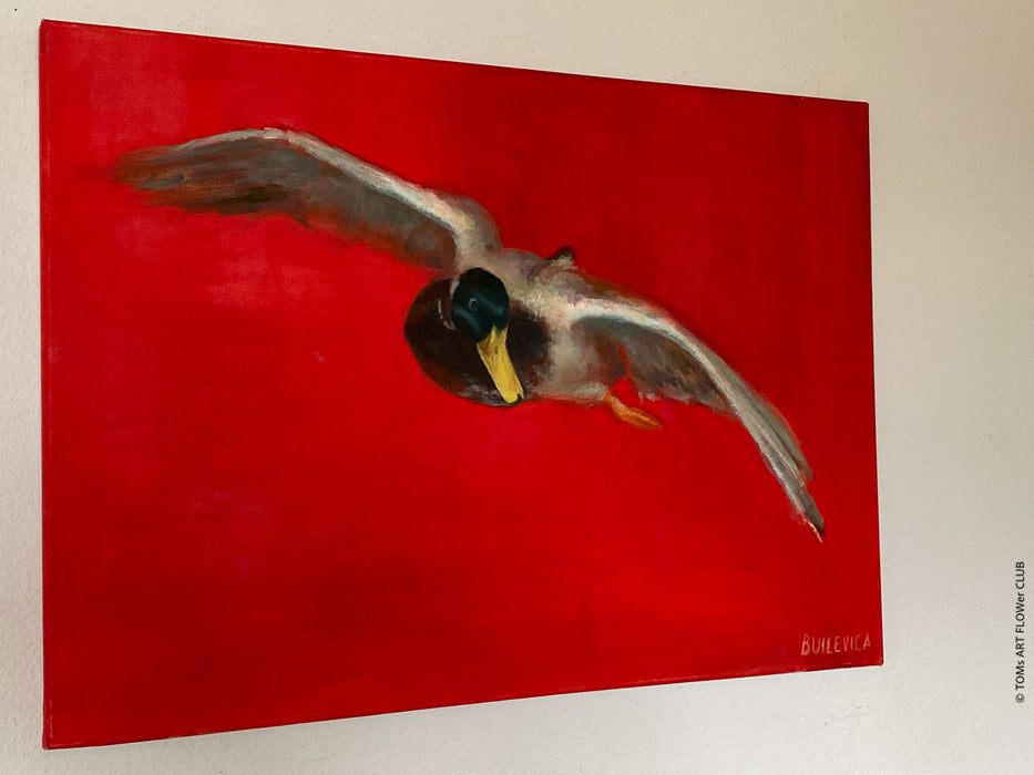 Alise Builevica, Flying Duck 2015, animal art, Riga art academy, duck in art, Ente in der Kunst, TOMs FLOWer CLUB, TOMs  ART FLOWer CLUB