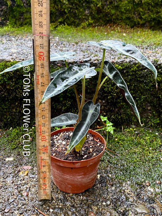 Alocasia Amazonica, Narrow Poly, Elephant Ear, organically grown tropical plants for sale at TOMsFLOWer CLUB; Insel Mainau, giant plant, Elefantenohr, elephants ear.