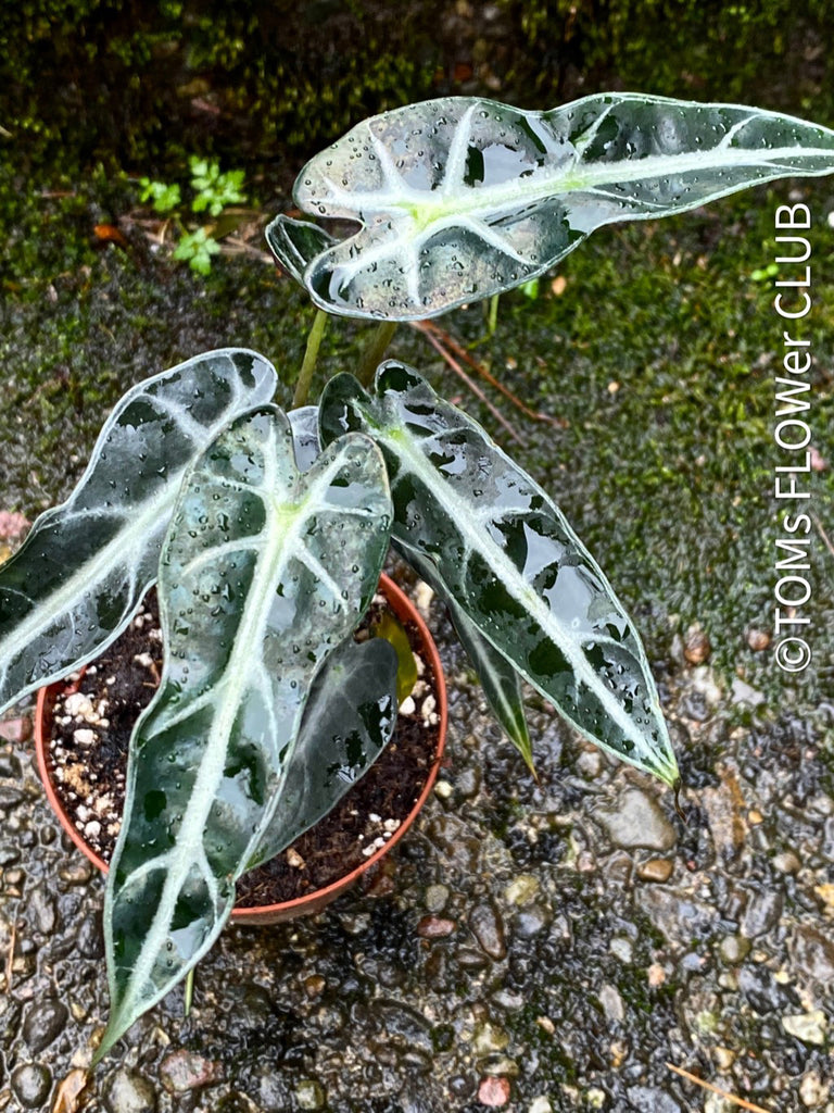 Alocasia Amazonica | organically grown tropical plants