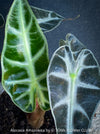 Alocasia Amazonica, Narrow Poly, Elephant Ear, organically grown tropical plants for sale at TOMsFLOWer CLUB; Insel Mainau, giant plant, Elefantenohr, elephants ear.
