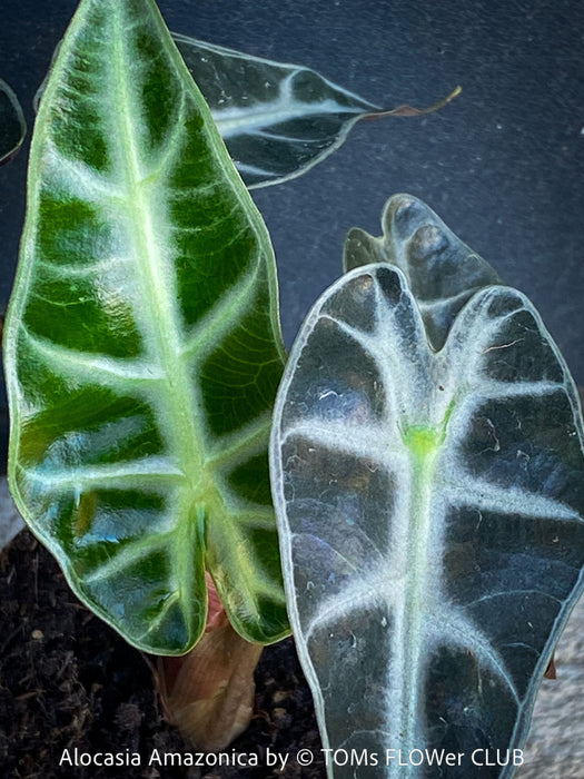Alocasia Amazonica, Narrow Poly, Elephant Ear, organically grown tropical plants for sale at TOMsFLOWer CLUB; Insel Mainau, giant plant, Elefantenohr, elephants ear.