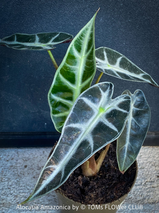 Alocasia Amazonica, Narrow Poly, Elephant Ear, organically grown tropical plants for sale at TOMsFLOWer CLUB; Insel Mainau, giant plant, Elefantenohr, elephants ear.