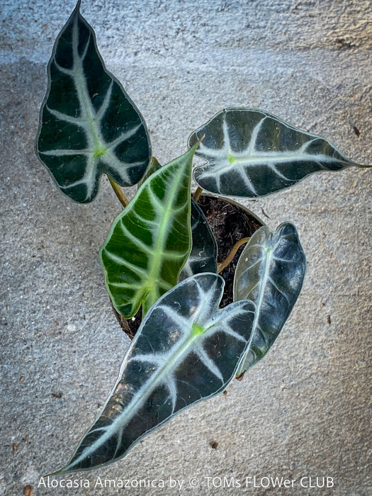 Alocasia Amazonica, Narrow Poly, Elephant Ear, organically grown tropical plants for sale at TOMsFLOWer CLUB; Insel Mainau, giant plant, Elefantenohr, elephants ear.