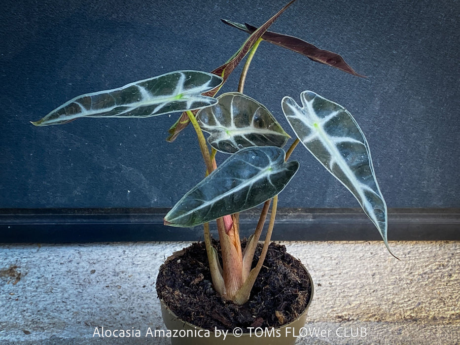 Alocasia Amazonica, Narrow Poly, Elephant Ear, organically grown tropical plants for sale at TOMsFLOWer CLUB; Insel Mainau, giant plant, Elefantenohr, elephants ear.