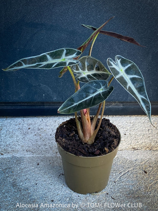 Alocasia Amazonica, Narrow Poly, Elephant Ear, organically grown tropical plants for sale at TOMsFLOWer CLUB; Insel Mainau, giant plant, Elefantenohr, elephants ear.