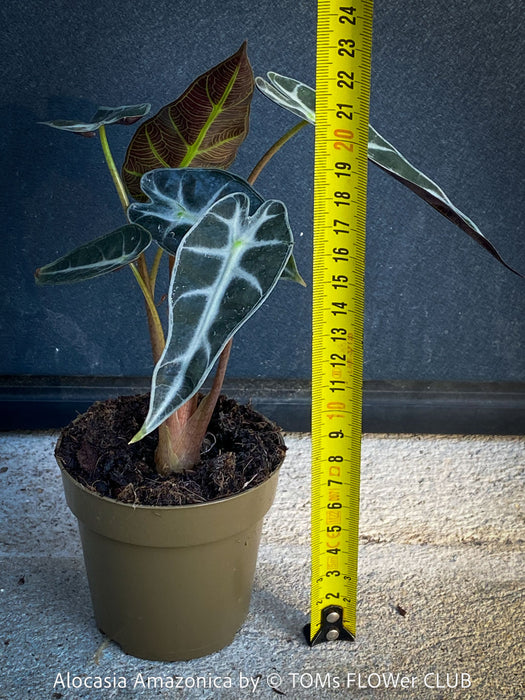 Alocasia Amazonica, Narrow Poly, Elephant Ear, organically grown tropical plants for sale at TOMsFLOWer CLUB; Insel Mainau, giant plant, Elefantenohr, elephants ear.