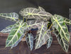 Alocasia Amazonica, Narrow Poly, Elephant Ear, organically grown tropical plants for sale at TOMsFLOWer CLUB; Insel Mainau, giant plant, Elefantenohr, elephants ear.